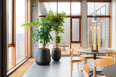 ghế ăn trong nhà, ghế cross