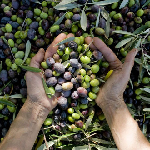 Dầu Olive Pomace Costa D'oro 250ml